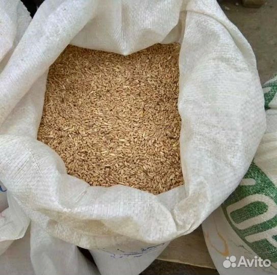Зерно пшеница ячмень в мешках