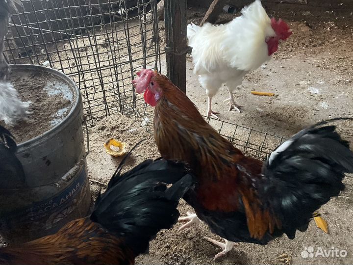 Несушки молодки