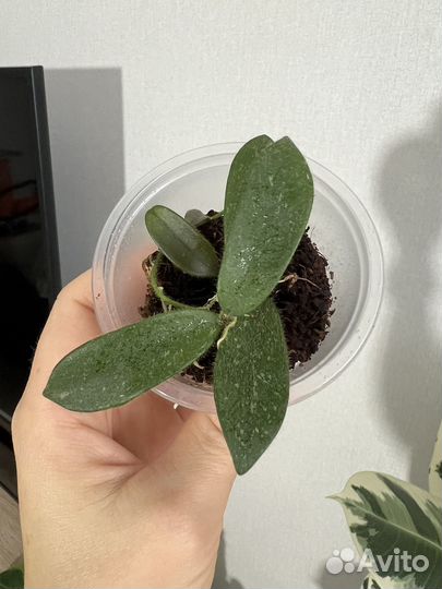 Маранта триколор, хойя томпсони