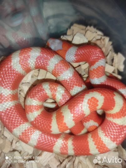 Гондурасская молочная змея