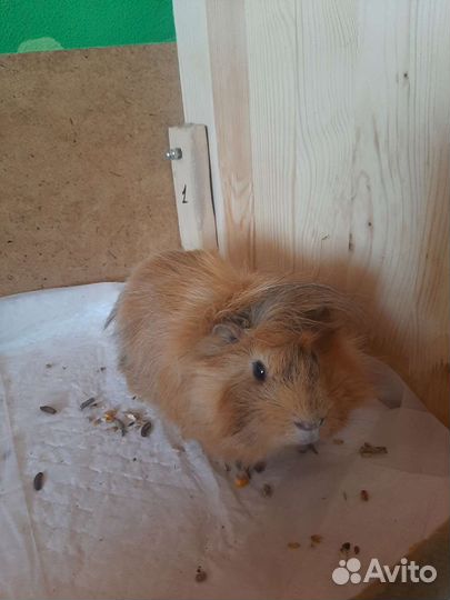 Морская свинка с клеткой