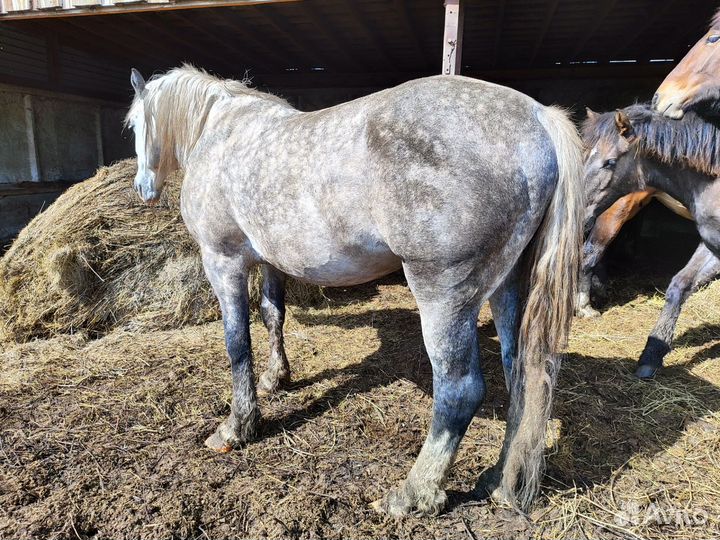 Жеребец орловский рысак