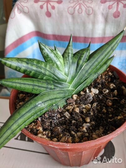 Сансевьерия цилиндрика Бонсель и Кактус Гимн