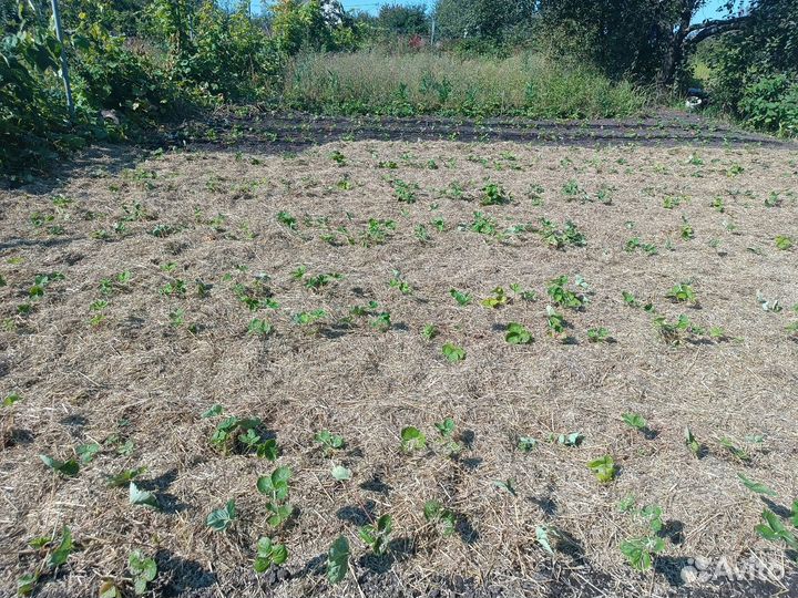 Малина Клубника Ежевика