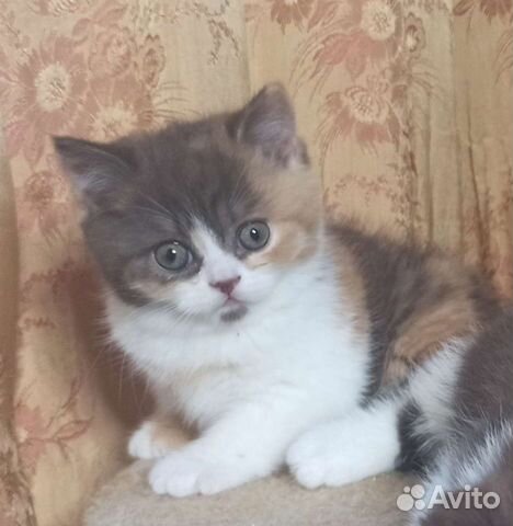 Чистокровная британка в разведение