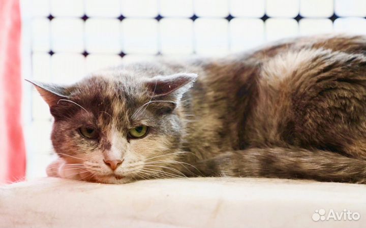 Лара - грустная кошечка ищет любящую семью