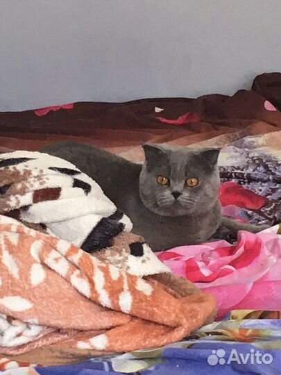 Британский кот для вязки