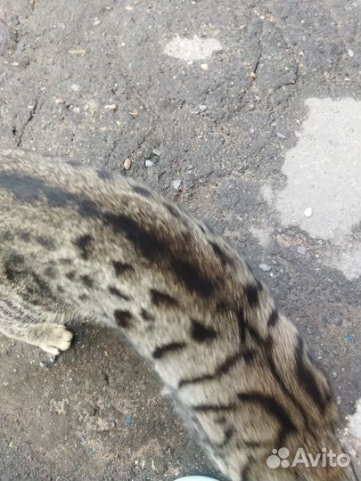 Найдена кошка