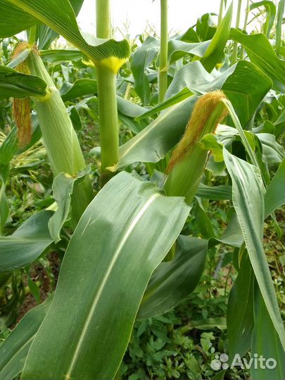 Кукуруза