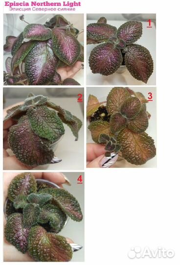 Эписции акварельные / Эписция