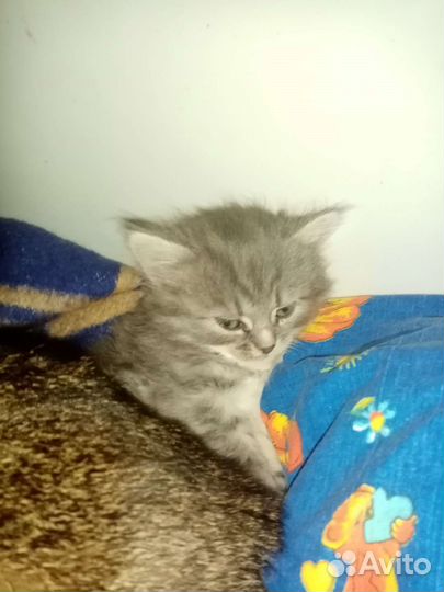 Кошка в дар