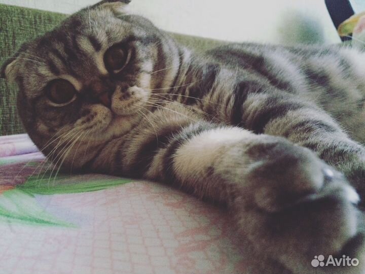 Кот на вязку