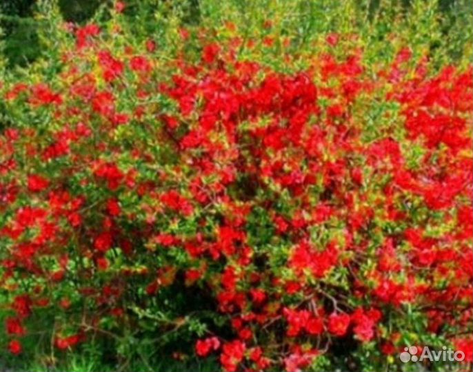 Саженцы айвы японской (хеномелес японский)