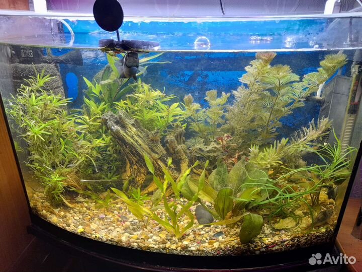Аквариум 50 литров с тумбой