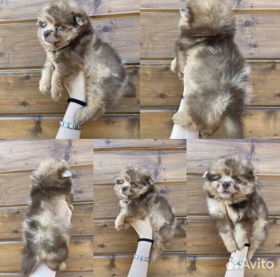 Разноветные мишки