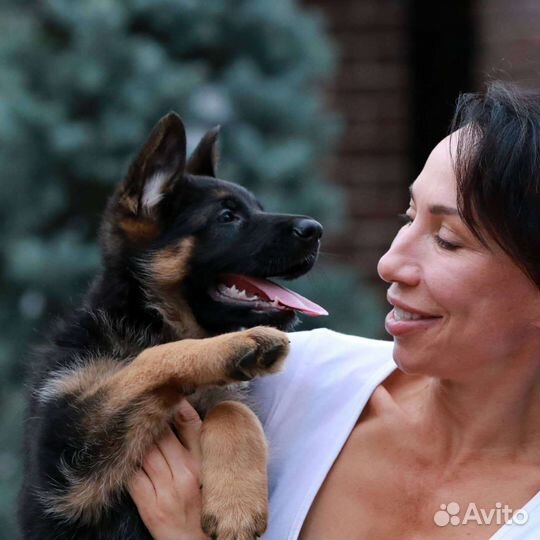 Щенки на любой вкус