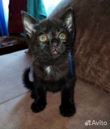 Кошка в дар бесплатно