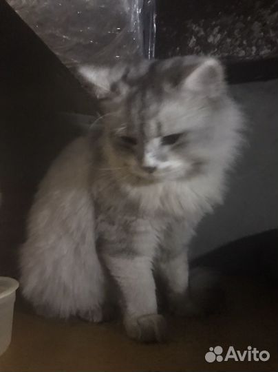 Кот породистый