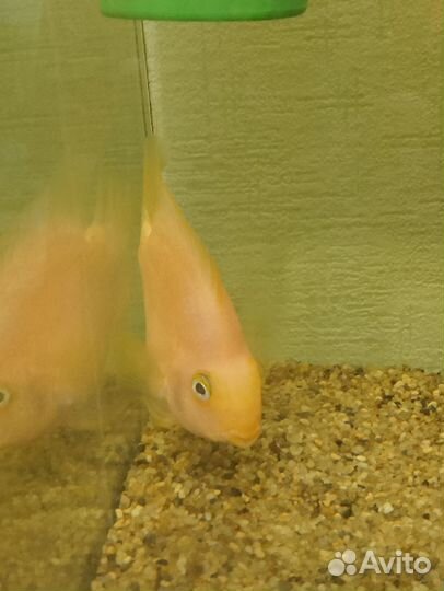 Рыба попугай