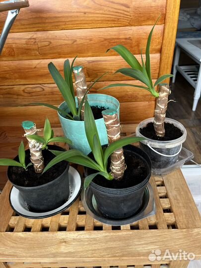 Пальма юкка