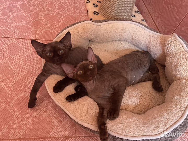 Девон-рекс шоколадный Зайка