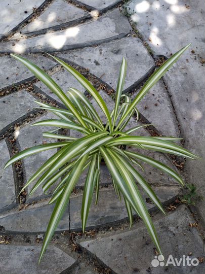 Хлорофитум