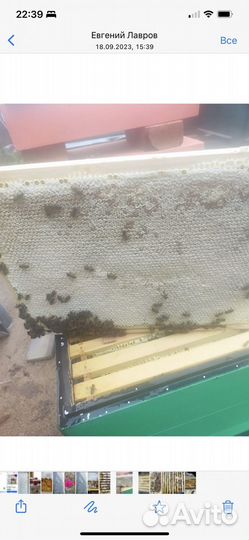 Пчелопакеты бакфаст и карника 2024