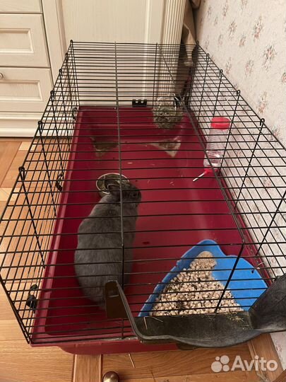 Декоративный кролик с клеткой