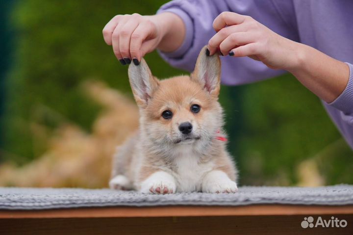 Вельш корги щенки 3,5 мес. Питомник