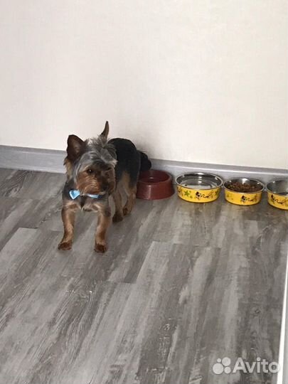 Вязка Йоркширский терьер. Опытный кобель беби-фейс