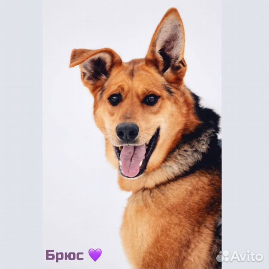 Шикарный пес в добрые руки