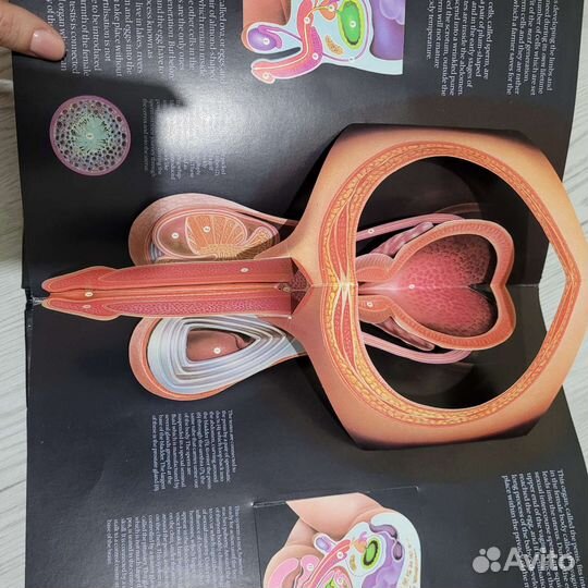 Редкая книга о зарождении человеческой жизни