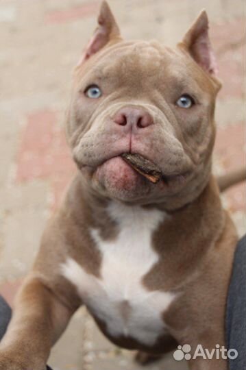 Щенки амбулли