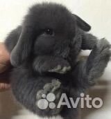 Декоративные кролики мини