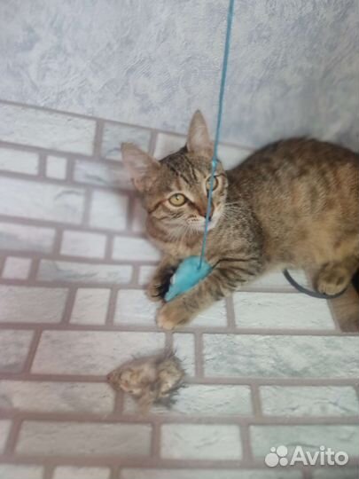 Кошки бесплатно