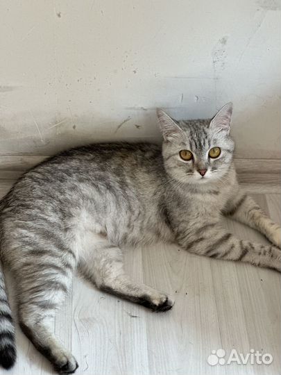 Кошечка ищет дом