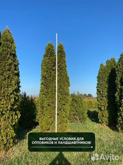 Туя западная Колумна, крупномер