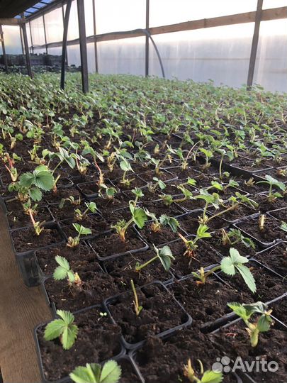 Саженцы Клубники розница/опт
