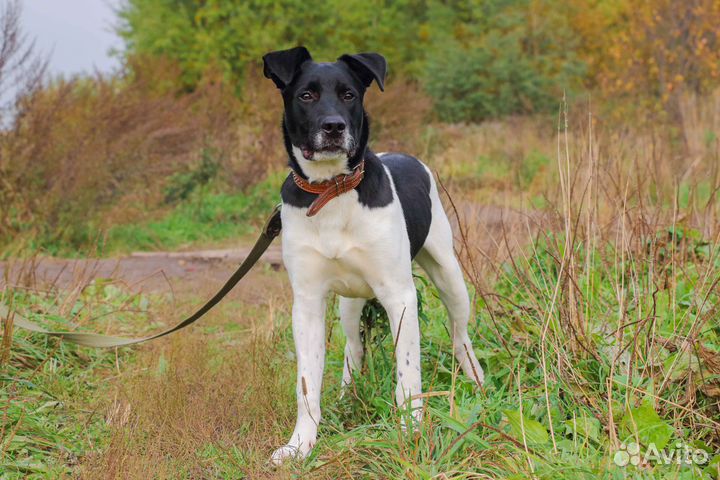 Путилкин в Добрые руки