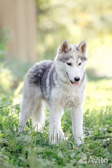 Подросток Сибирский хаски в добрые руки