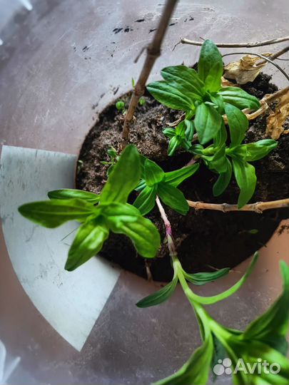 Цветы для сада