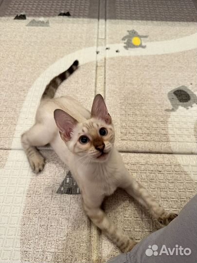 Бенгальский котенок 3 мес