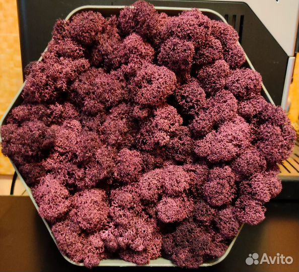 Мох стабилизированный