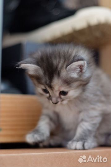 Котята бесплатно