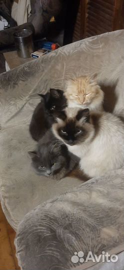 Сибирские котята