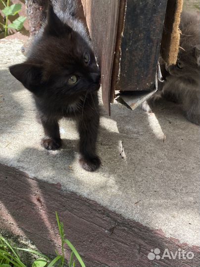 Котята в дар