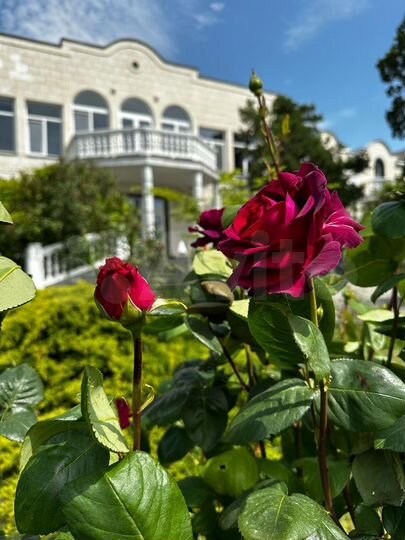 Дом 585 м² на участке 100 сот.