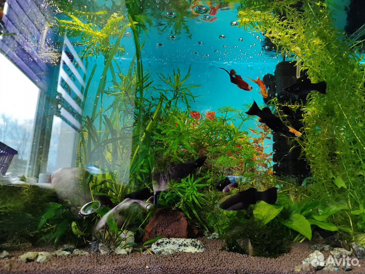 Аквариумы