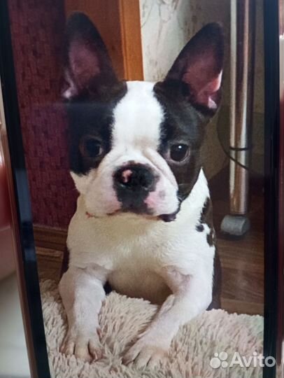 Бостон терьер девочка с паспортом