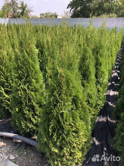 Туя смарагд